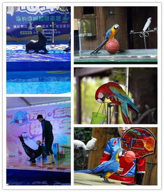 萬源市本地海洋生物表演與經(jīng)紀(jì)業(yè)務(wù)概覽